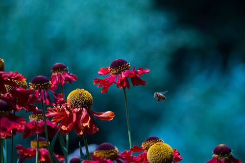 Bloemen en de bij (1)