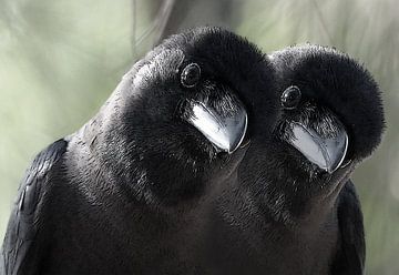 tweeling vogels by Gonnie van Hove