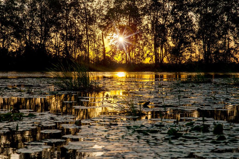 Sonnenuntergang über einer Lagune im Bezirk Commewijne, Surinam von Marcel Bakker