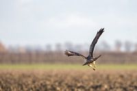 un oiseau de proie s'envole