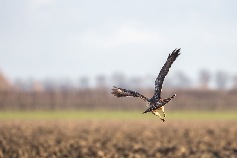 un oiseau de proie s'envole par Marc Goldman
