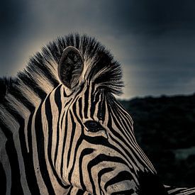 Zebra in Kruger nationaal park Zuid-Afrika van Lorenzo Holtkamp