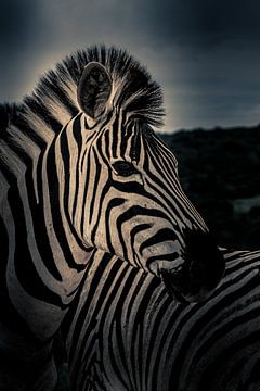Zebra in Kruger nationaal park Zuid-Afrika van Lorenzo Holtkamp