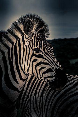 Zebra in Kruger nationaal park Zuid-Afrika