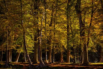 Autumn colours by Marc Smits