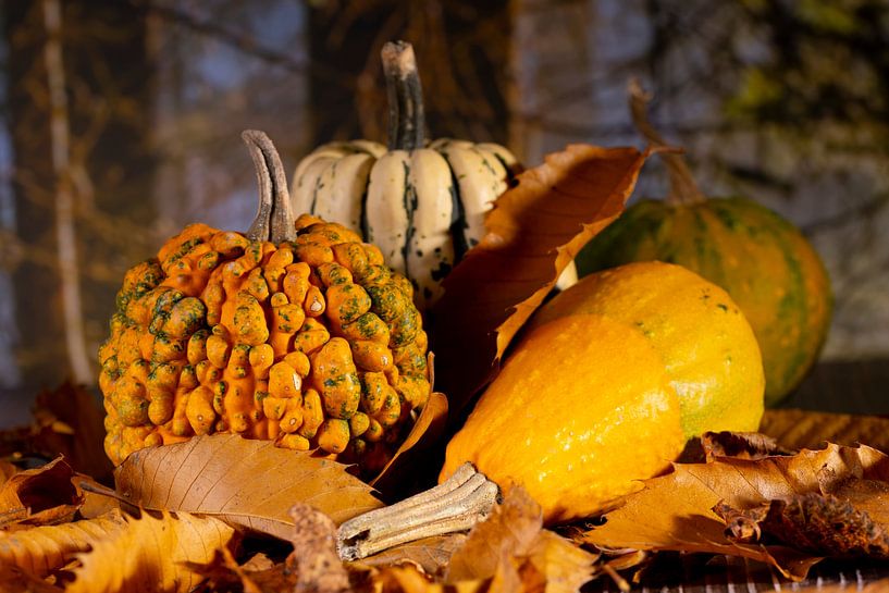 Pumpkins in autumn forest by Gaby Hendriksz