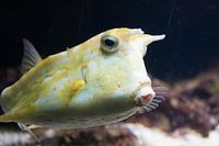 Yellow puffer fish