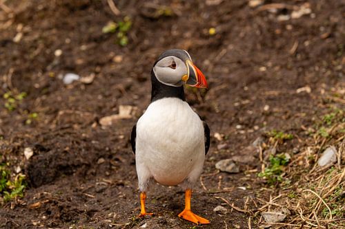 Papegaaiduiker van Bert Altena