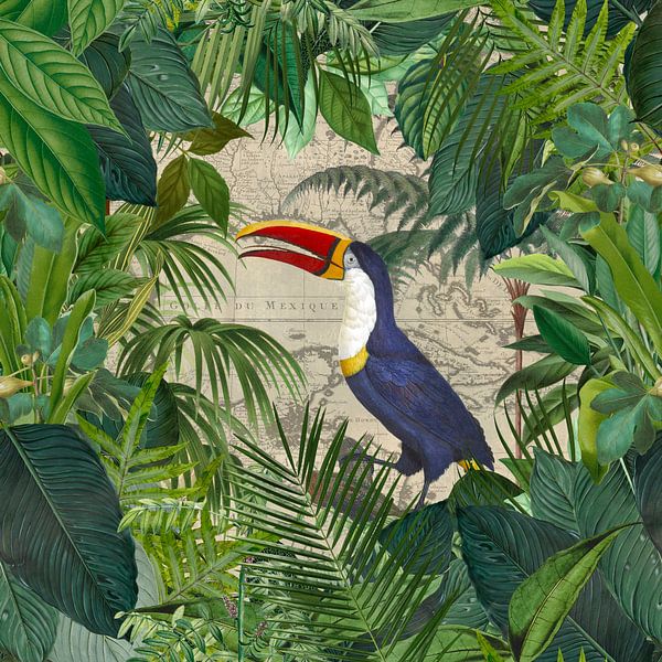 Tropische Reise  Des Tukans von Andrea Haase