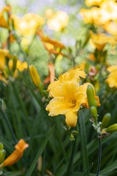 schöne gelbe Blume von Cheyenne Bevers Fotografie
