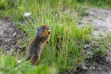 Arktisches Erdhörnchen in Kanada von Roland Brack