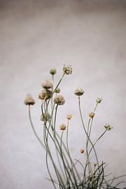 Wabi sabi by Carla Van Iersel