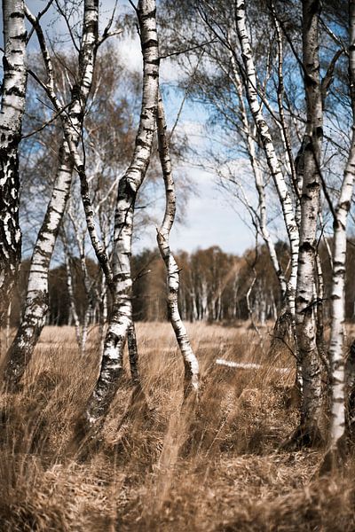 Dreamy birch trees by Ruben Terlouw