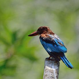 Ijsvogel Sri Lanka by Roos Vermeulen