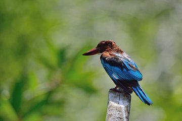 Ijsvogel Sri Lanka van Roos Vermeulen