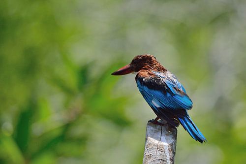 Ijsvogel Sri Lanka
