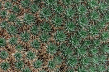 Botanical design – plants in pastel green