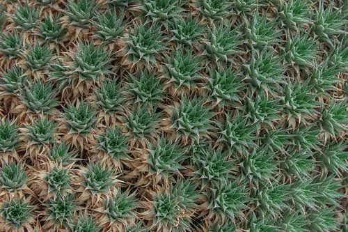 Botanische Struktur – Pflanzen in Pastellgrün