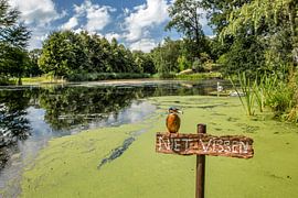 Martin-pêcheur sur Frans Lemmens