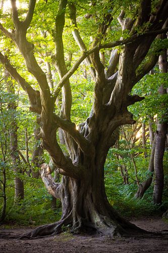 Oude boom op het eiland Rügen