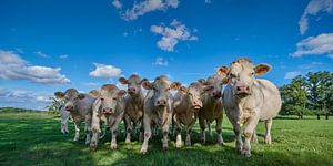 Neugierige französische Kühe in der Auvergne