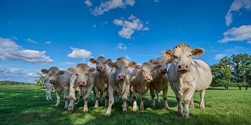 Des vaches françaises curieuses en Auvergne sur Kneeke .com