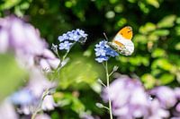 Vlinder in de tuin