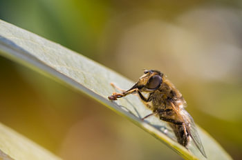 Wassende bij op een blad.