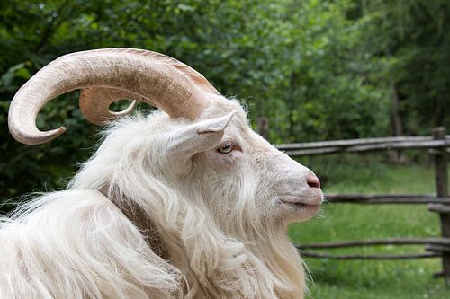 portrait of a goat, this is a goat of the Kempen breed
