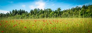 poppy field by Peter Smeekens