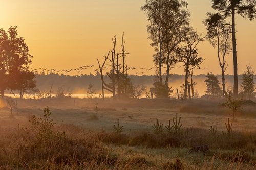 Stappersven in the Kalmthoutse heather