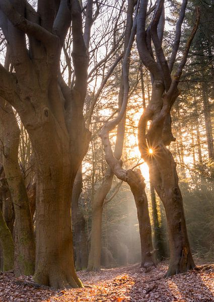 The sun shows itself between the trunks by Marloes ten Brinke