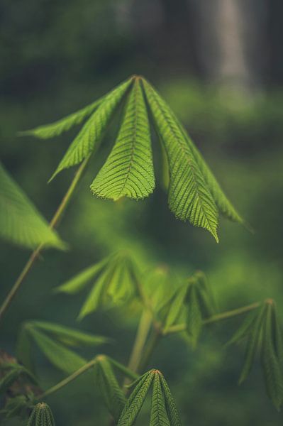 Chestnut's new leaves. by Robby's fotografie
