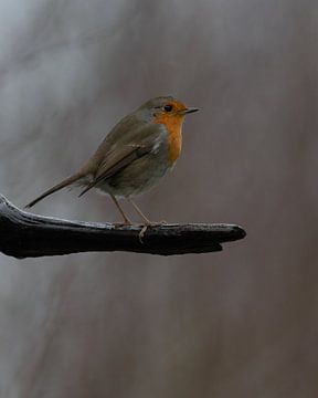 Robin het roodborstje