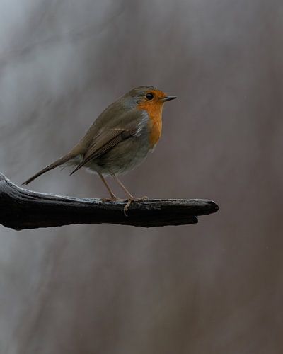 Robin the robin