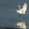 Great Egret landing by Erik Veldkamp