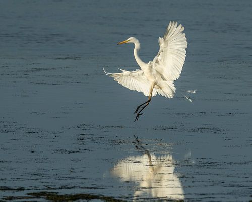 Grote Zilverreiger landing