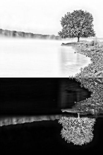 Eenzame Boom aan de Maas