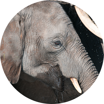 Olifanten portret van Jos van Bommel