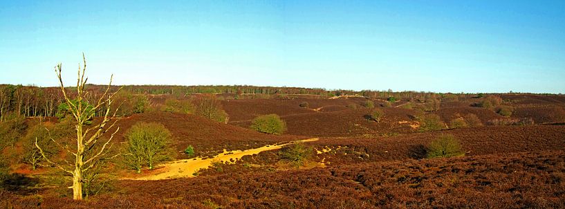 Panoramic view Nationaal Park Veluwezoom by Arjen Scholten Photography
