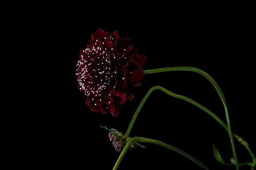 Velvet Noir