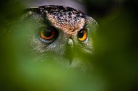 Versteckt?