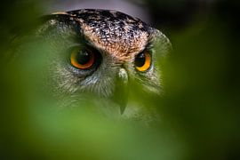 Versteckt? von Tierfotografie.Harz