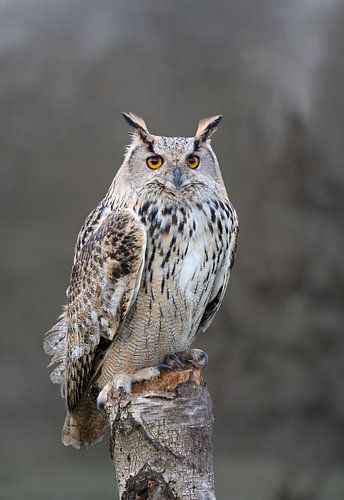 Natuurfotografie