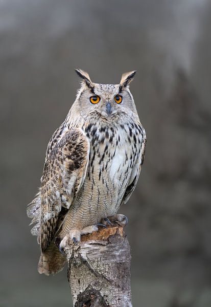 Naturfotografie von Marieke Deinum