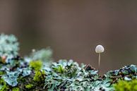 Pilze auf Texel von Texel360Fotografie Richard Heerschap Miniaturansicht