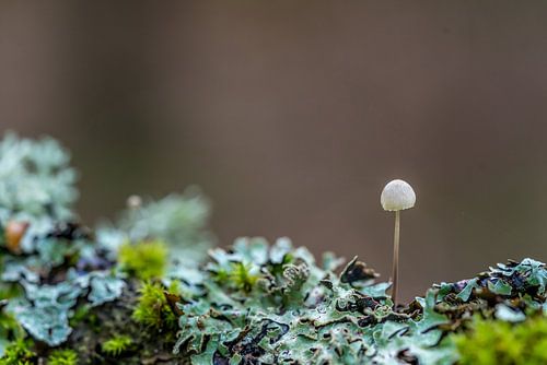 Paddenstoelen op Texel