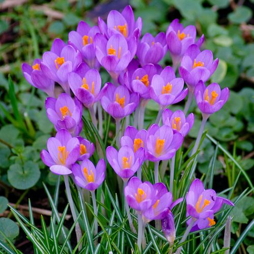 Krokusse nach dem Schnee