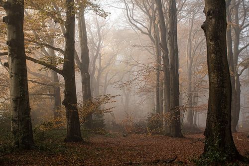 De Veluwe, het bos in de mist in de oranje herfst