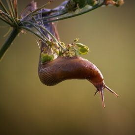 Super Slime Snail by Linda Lu